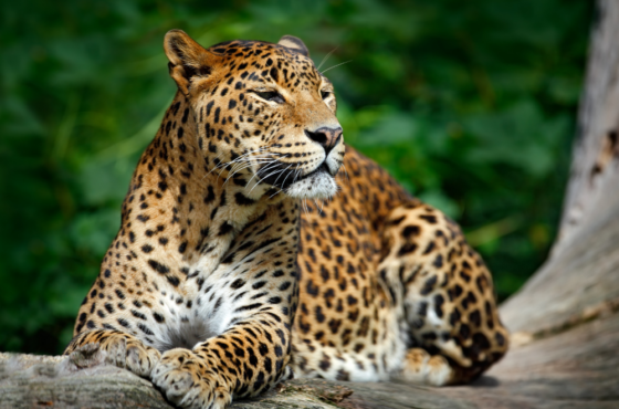 The Ultimate Guide to Sri Lanka’s National Parks