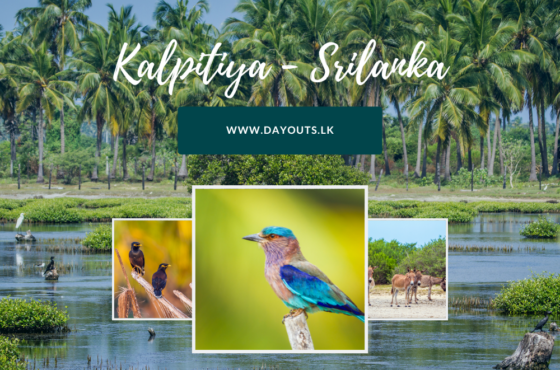 Discover the Hidden Gem of Sri Lanka: Kalpitiya